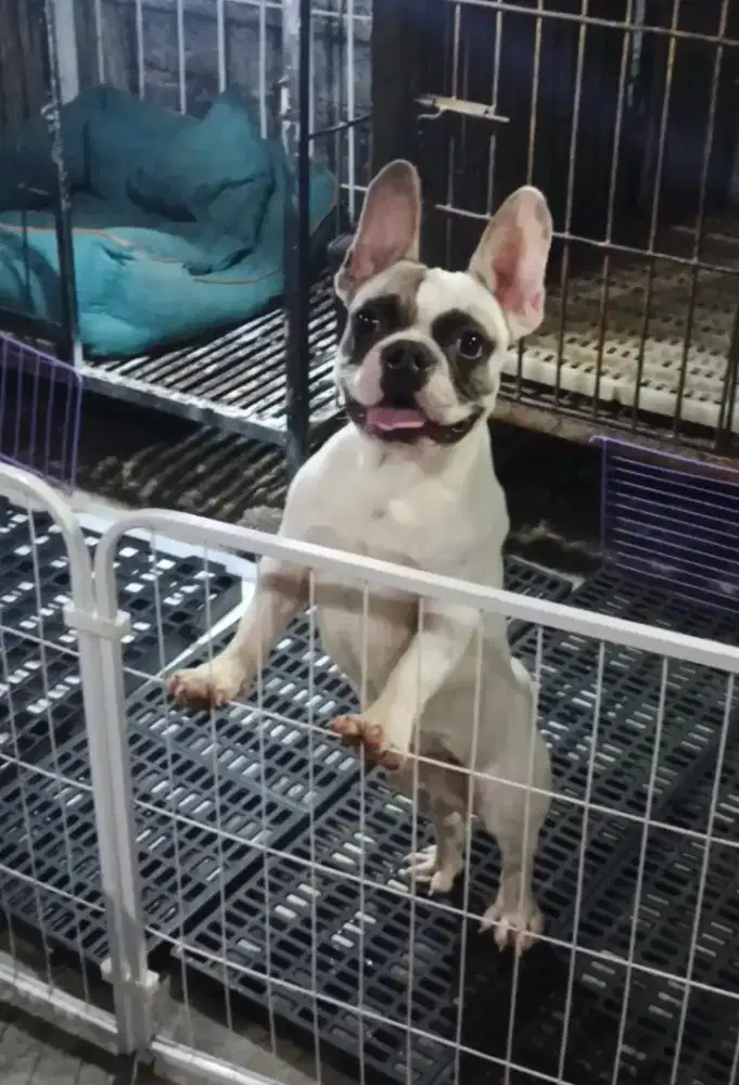French Bulldog jantan 8 bln ,mulus dan bersih