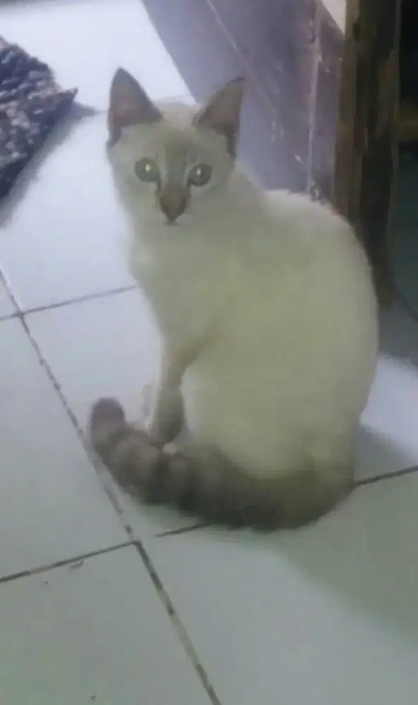 Himalayan short hair