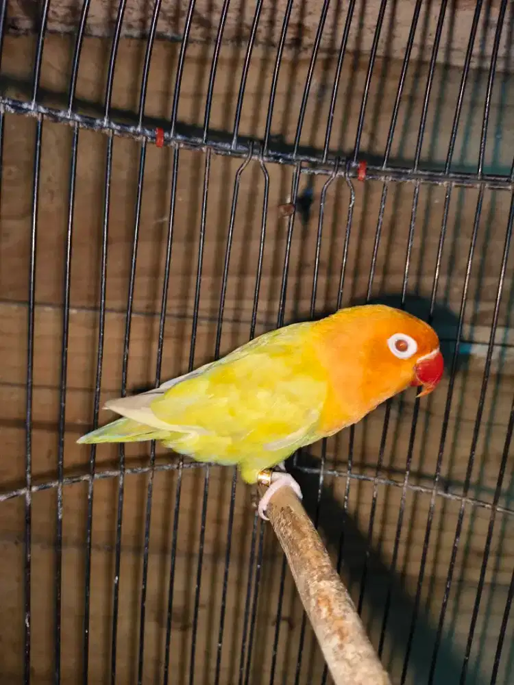 Lovebird Betina green pf