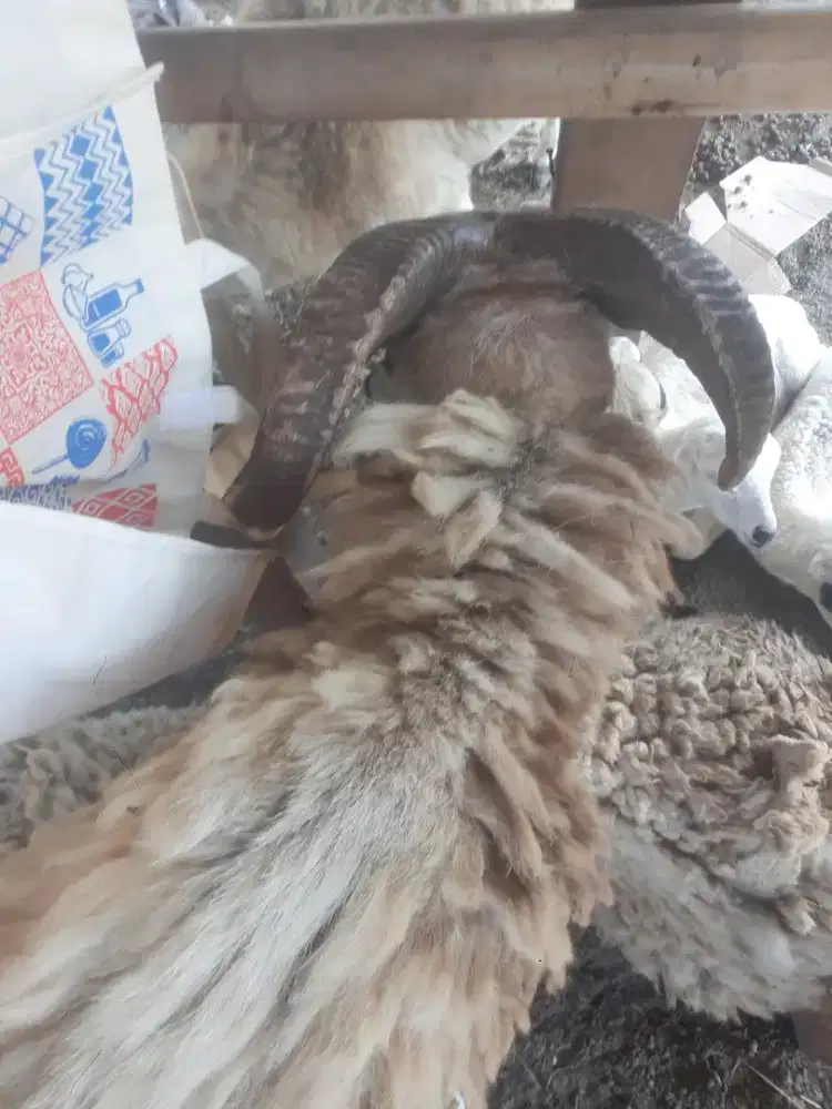 Jual kambing kurban dan hakikah