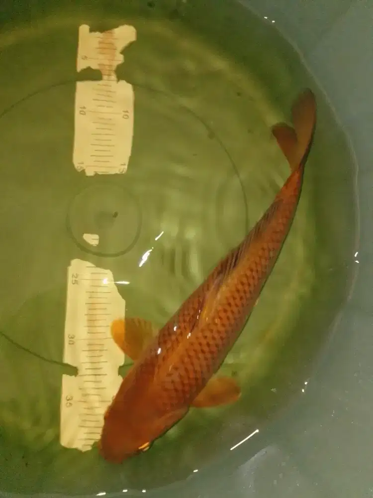 Ikan koi jenis Cagoi 37cm warna tembaga
