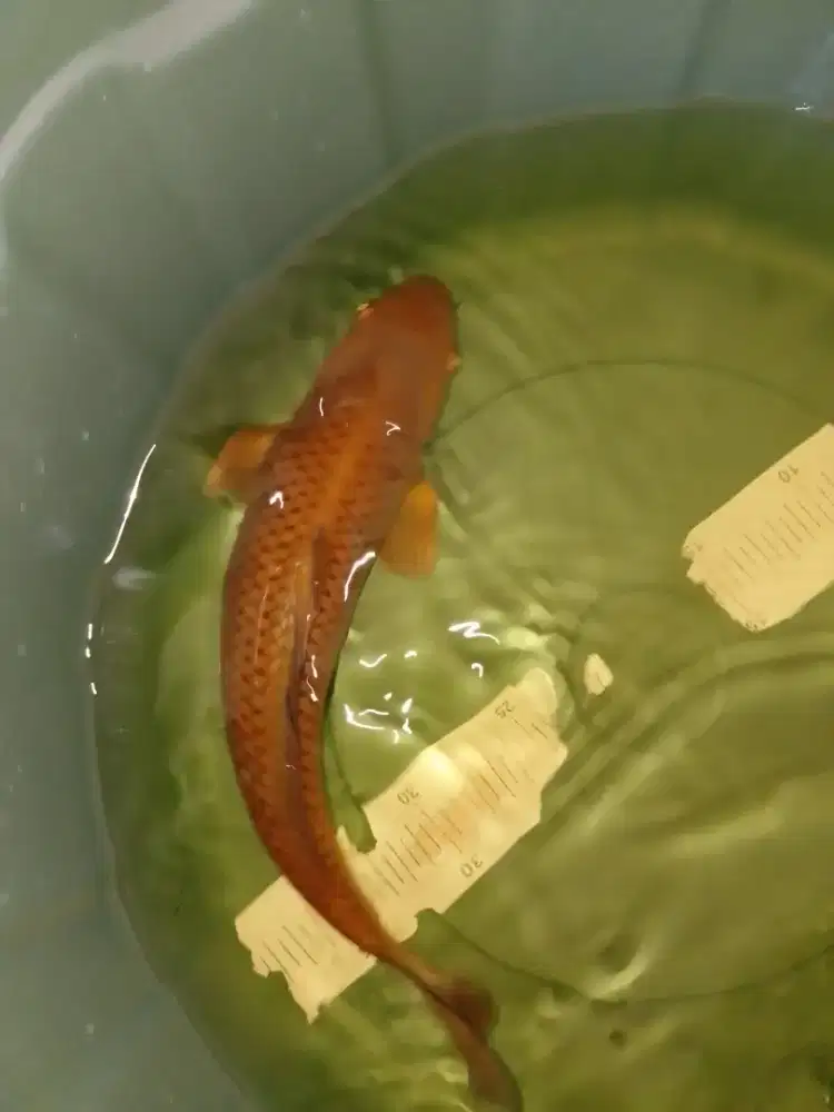 Ikan koi jenis Cagoi size 37cm warna tembaga