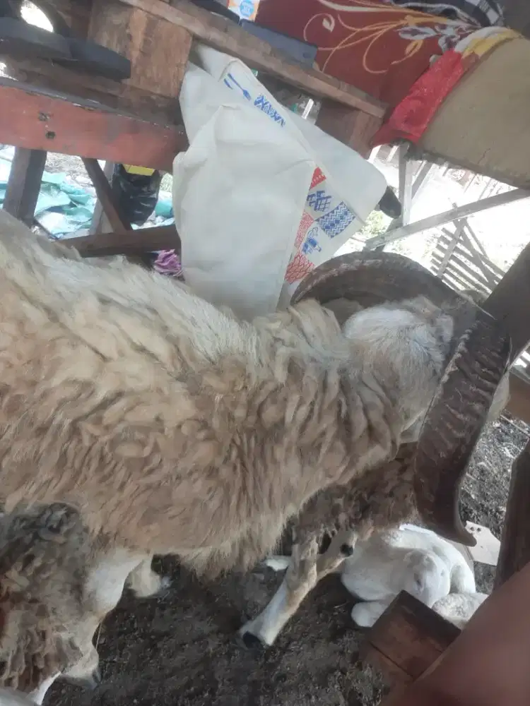 Jual kambing kurban dan hakikah