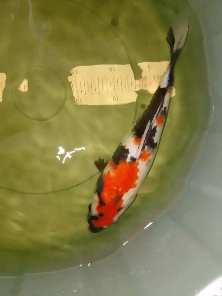 Ikan koi jenis Showa 32cm HQ