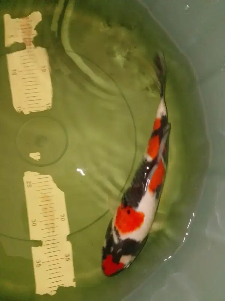 Ikan koi jenis Showa ukuran 30cm bagus