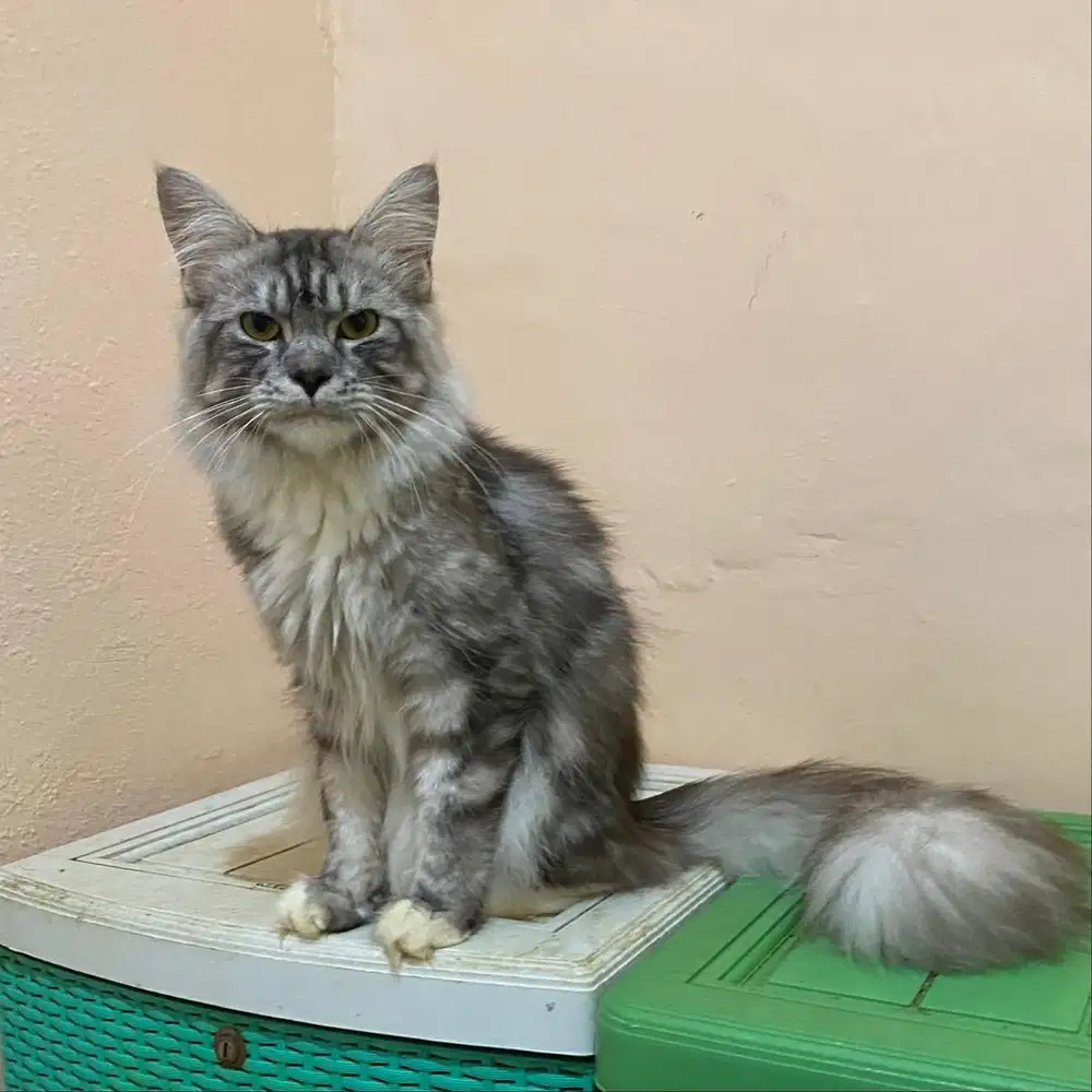 Kucing mainecoon silver tabby