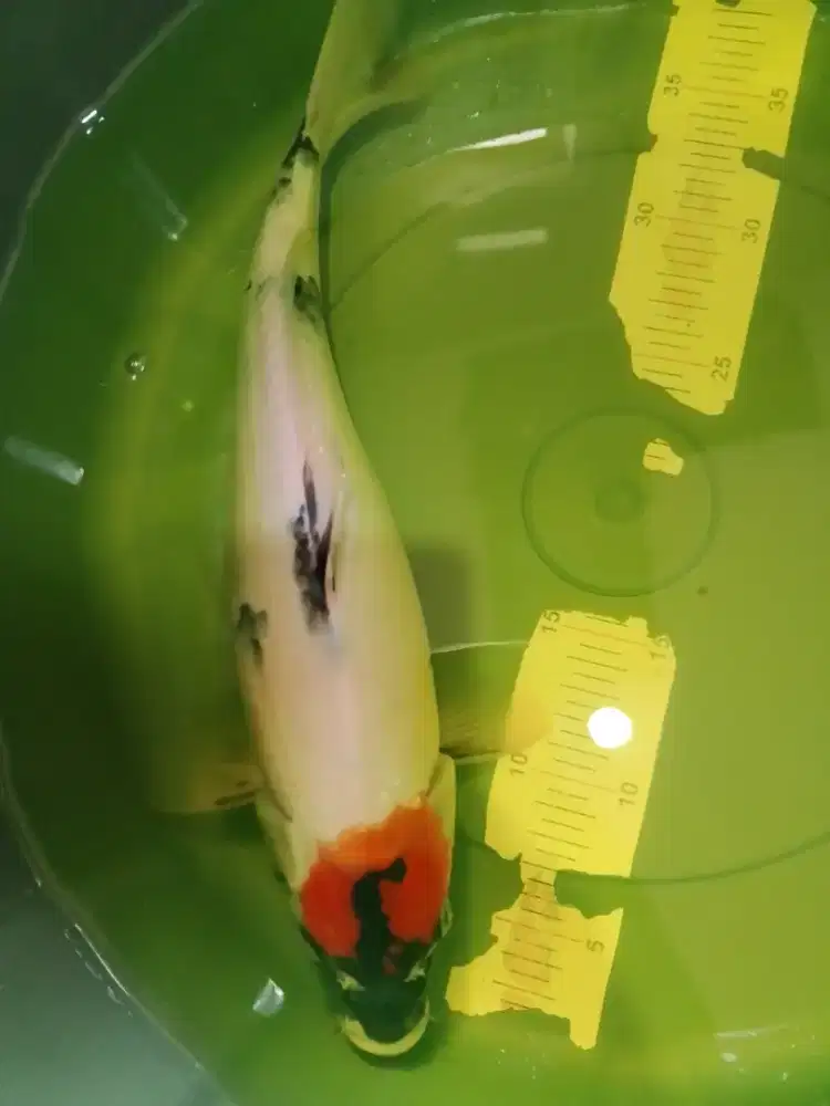 Ikan koi jenis Tancho Showa 38cm betina