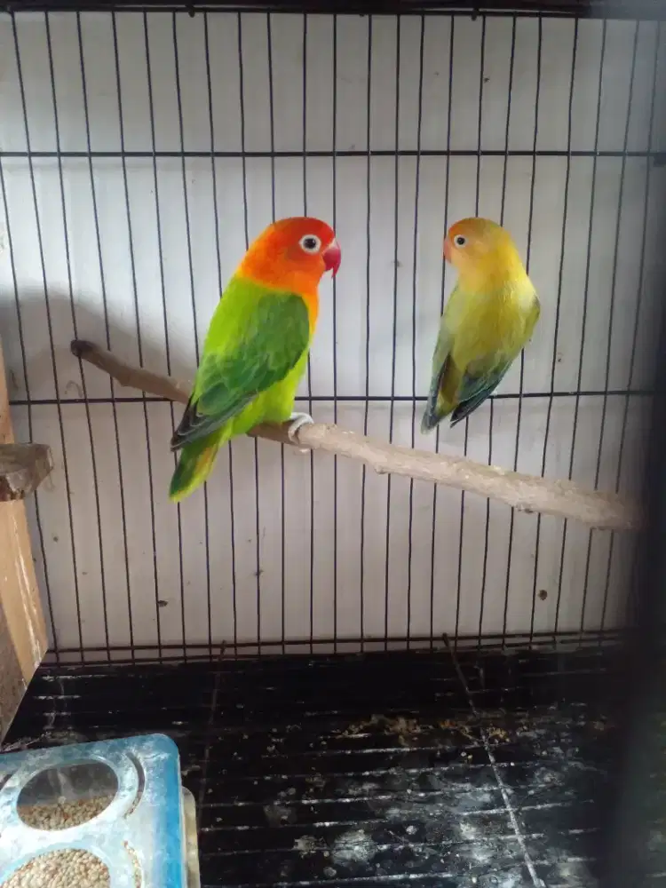 Sepasang Lovebird siapan