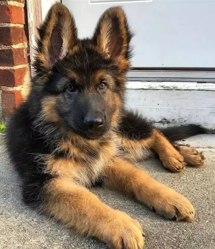 ANABUL HERDER GSD