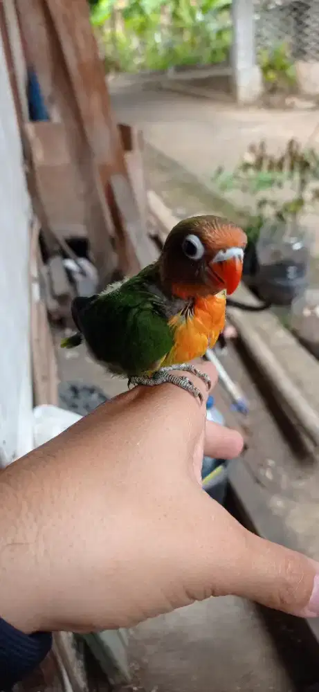 Burung Lovebird lolohan