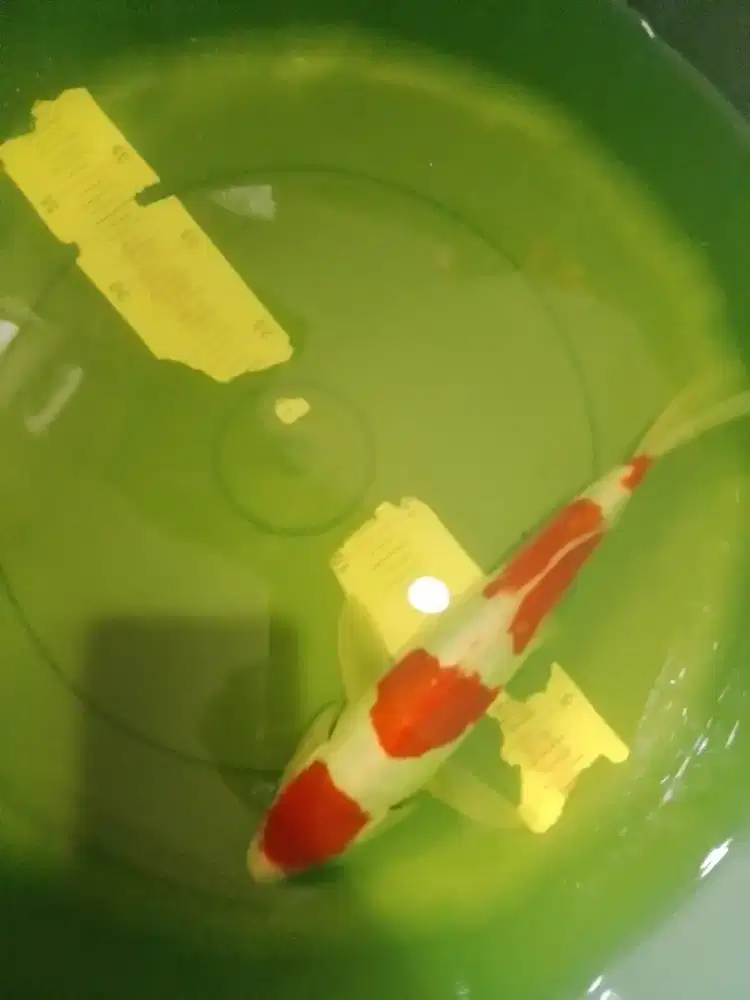 Ikan koi jenis Kohaku Doitsu 26cm pola bagus
