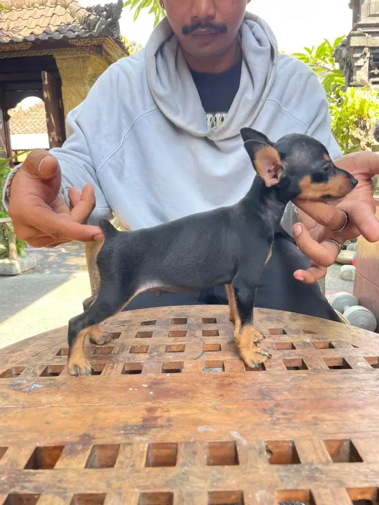 Miniature pinscher