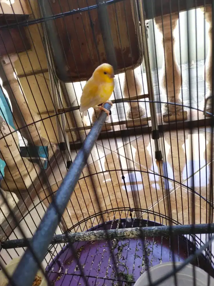 Burung kenari jantan loper cerah