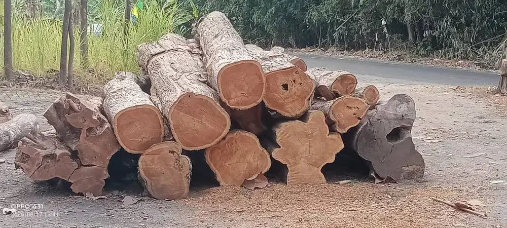 Kayu Jati Super