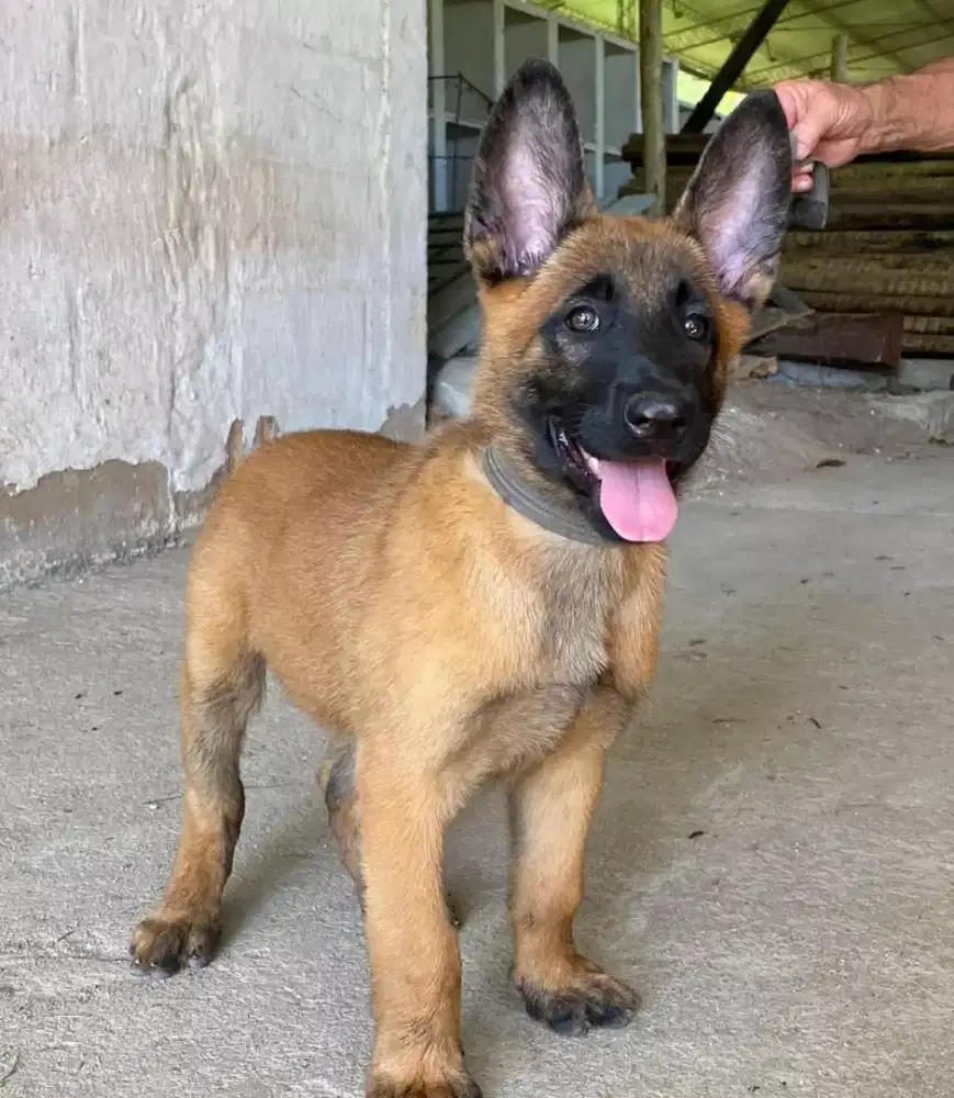 ANABUL BELGIAN MALINOIS