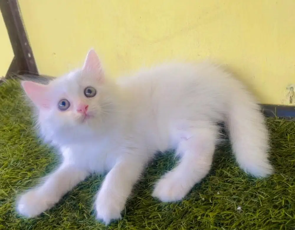 Kucing ras persia jantan 2.5 bln