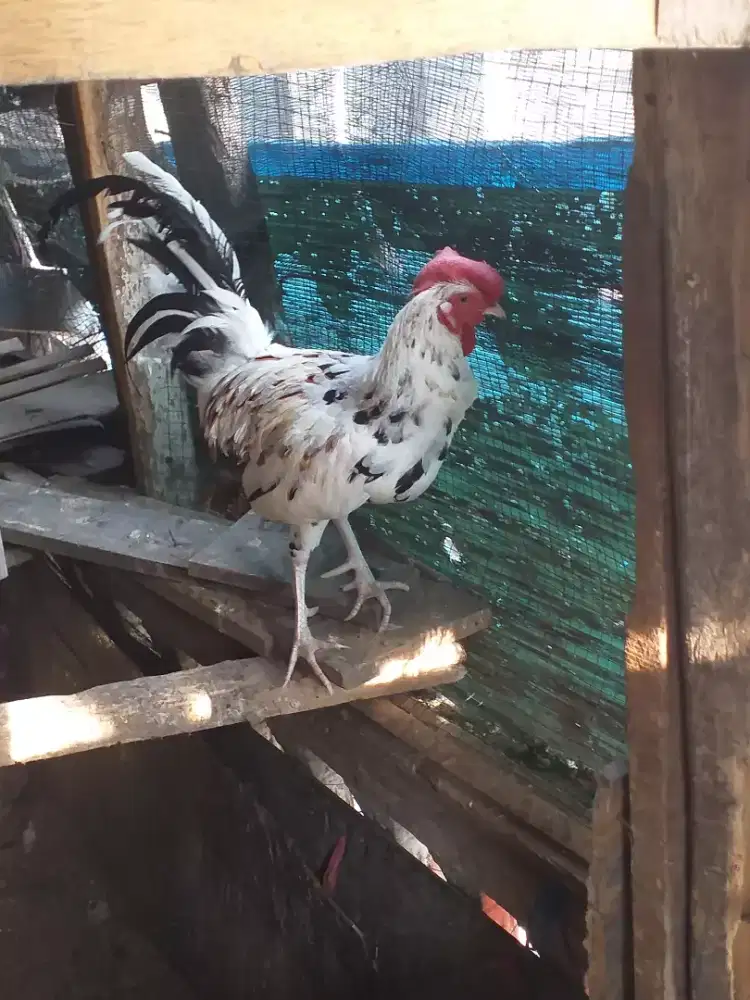 Ayam bekisar udah rajin kokok