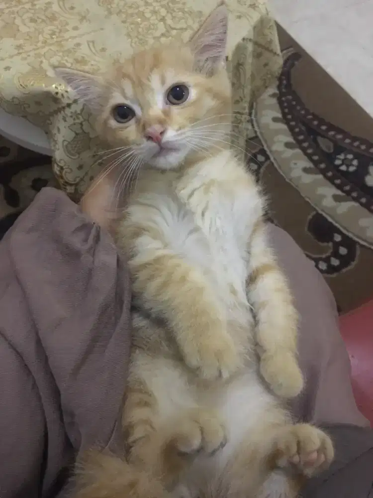[ADOPSI GRATIS] Kitten Mixdom Persia 2 Bulan