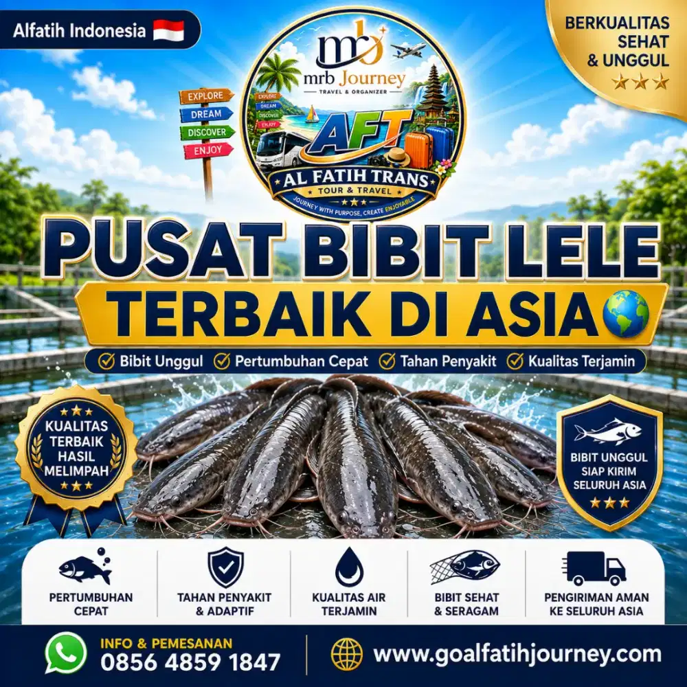 Bibit lele siap panen 50 hari.