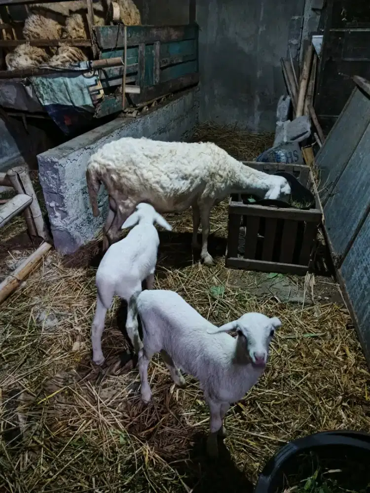 Kambing/domba bonak