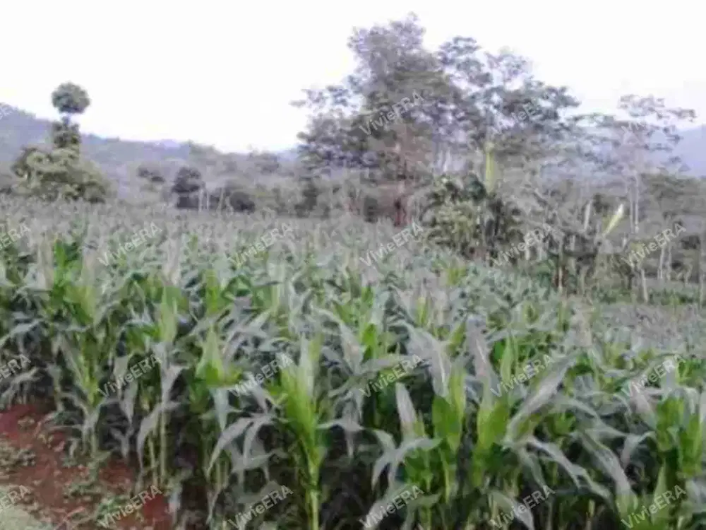 Dijual Tanah Kebun Andir Limbangan Garut