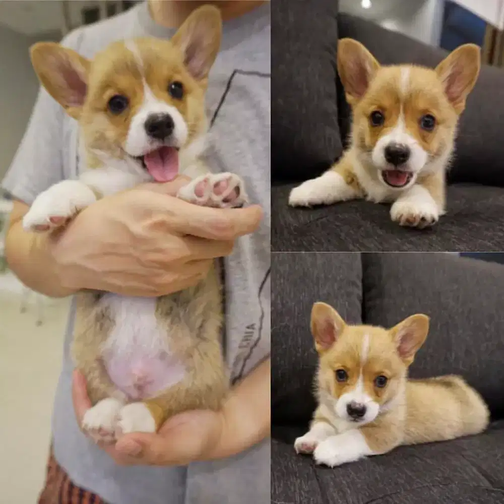 ANABUL ANJING CORGI