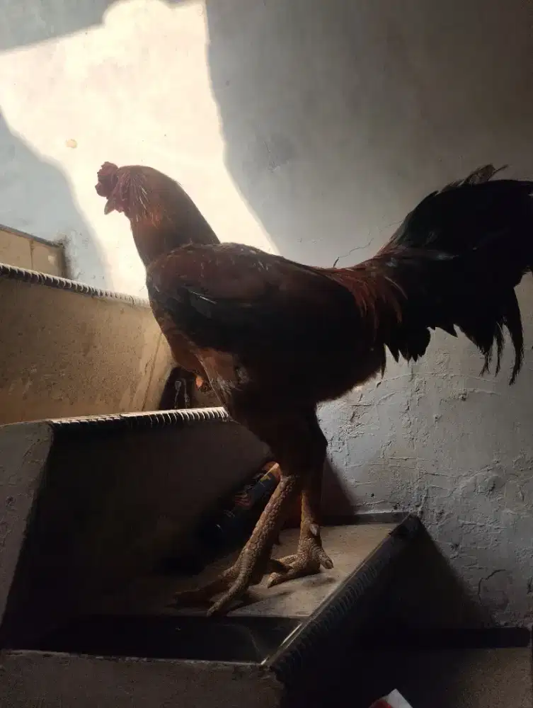 Ayam jago remaja/muda badan besar Kokok agak panjang