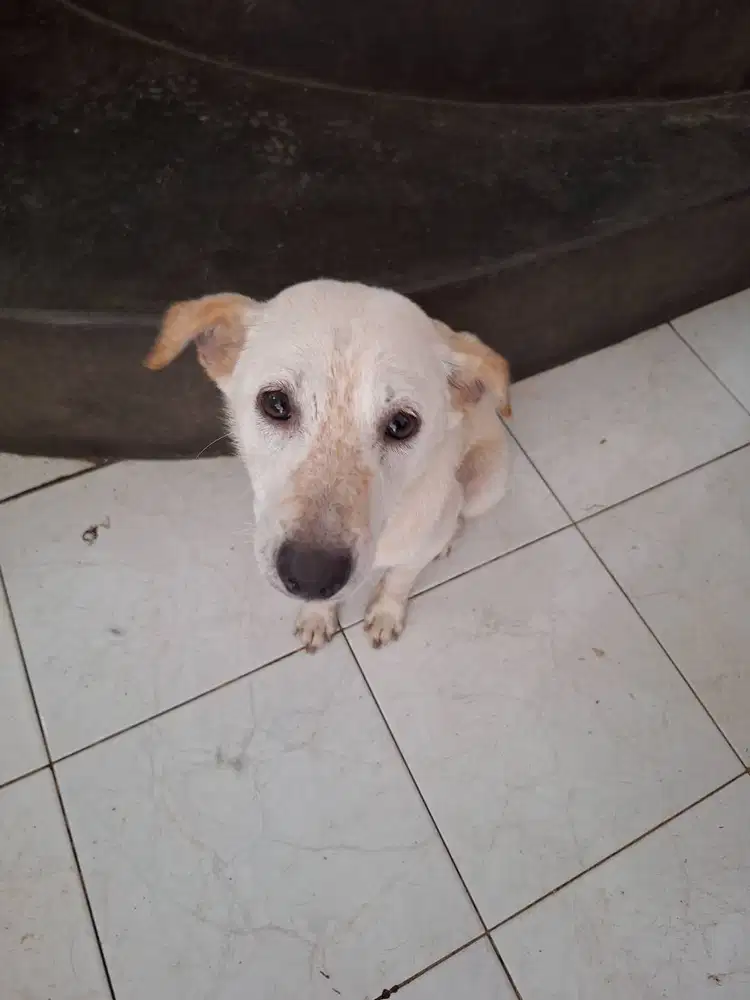 Adopsi Anjing Malinois Pitbull - Bekasi