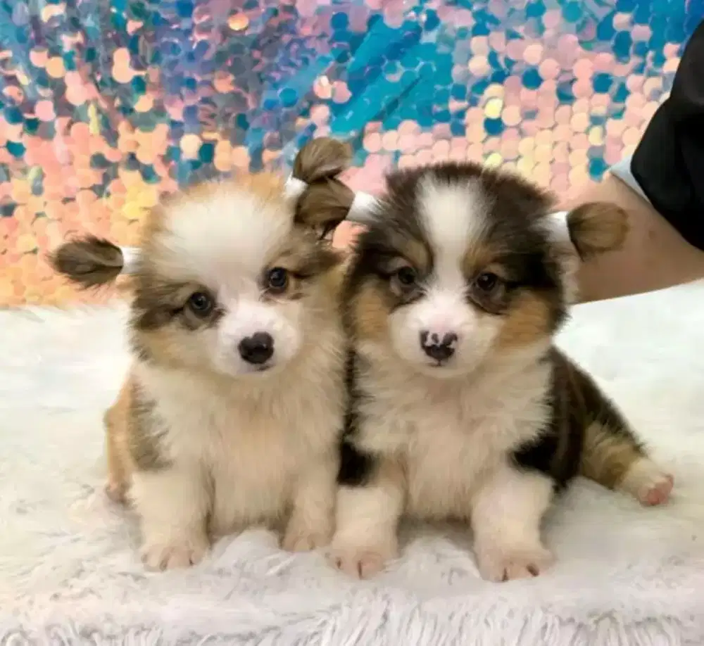 ANABUL ANJING CORGI
