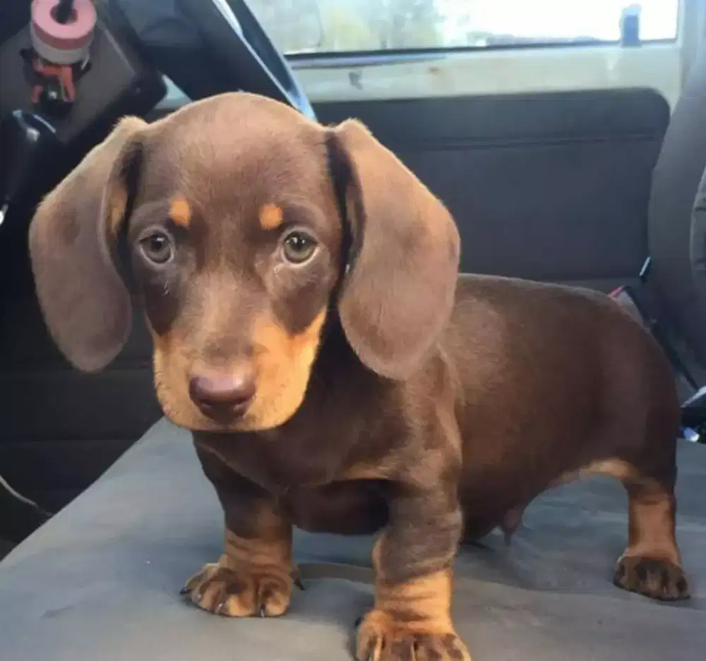 ANABUL TEKEL DACHSHUND