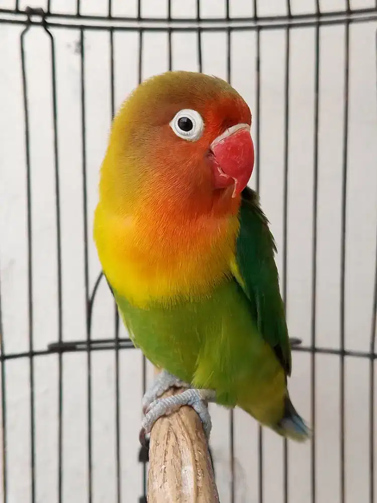 Burung lovebird betina mapan birahi