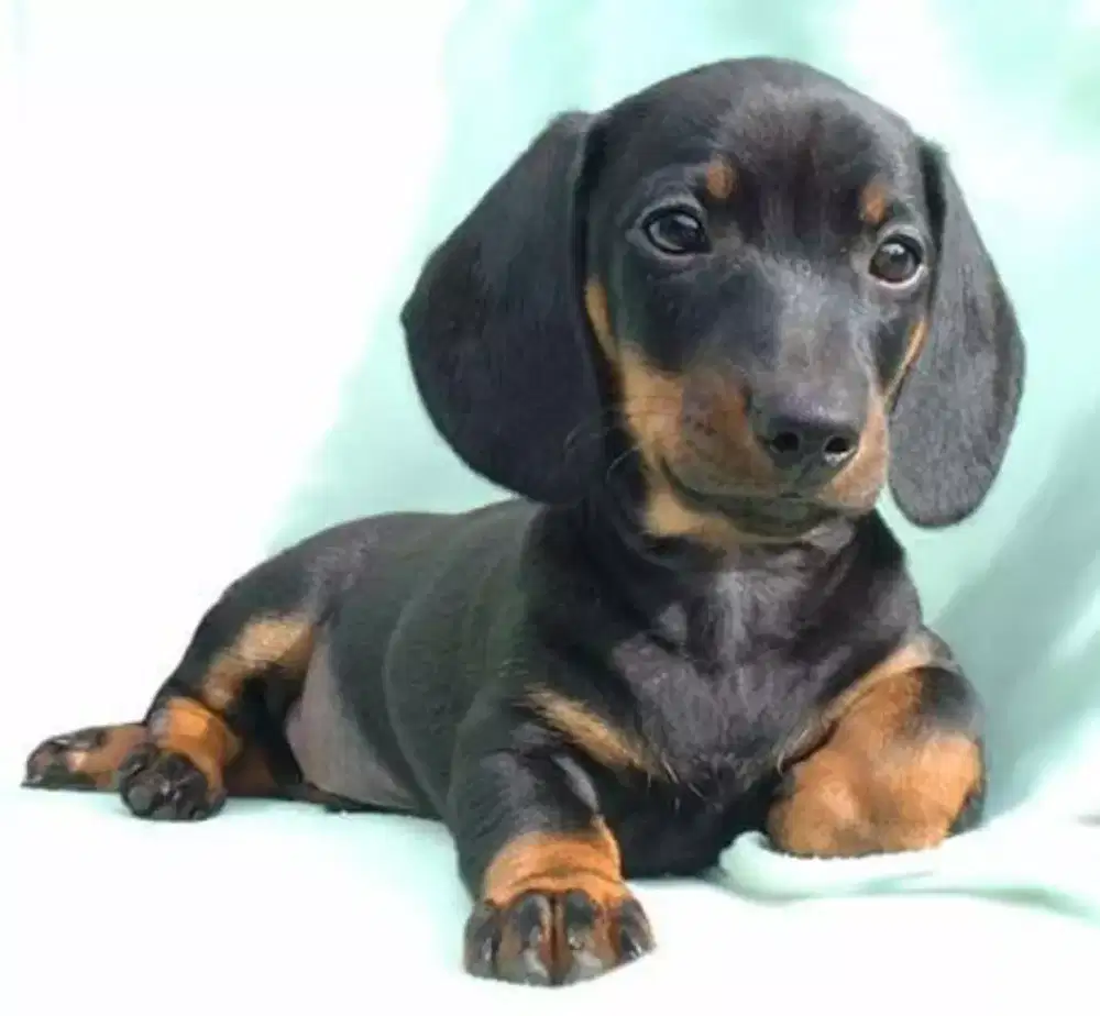 ANABUL TEKEL DACHSHUND