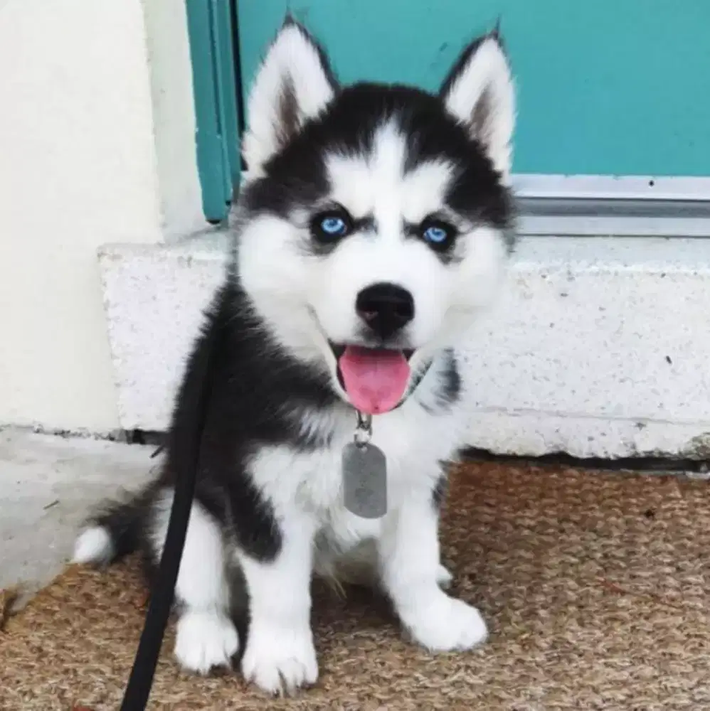 ANABUL SIBERIAN HUSKY