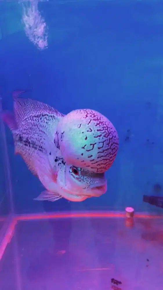 ikan louhan cencu