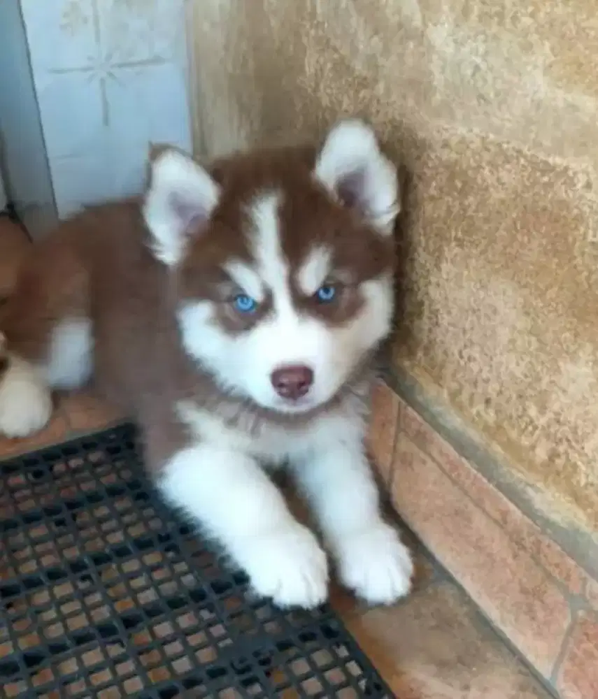 ANABUL SIBERIAN HUSKY