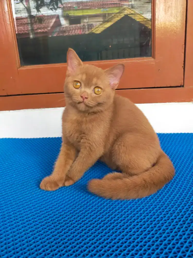 Kucing bsh cinnamon solid British shorthair