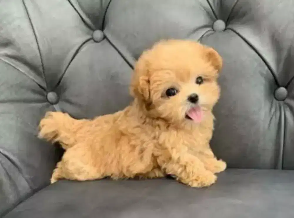 ANABUL POM MIX MALTESE