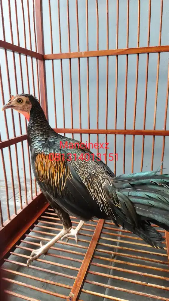 Ayam Hutan Hijau Sumbawa