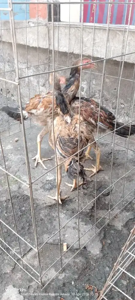 ayam shamo eropa 3c usia 3 bln