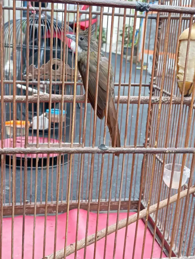 Juat cucak jenggot medan