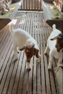 sepasang bakalan kambing boer F5 5 bulanan pedaging unggulan superan