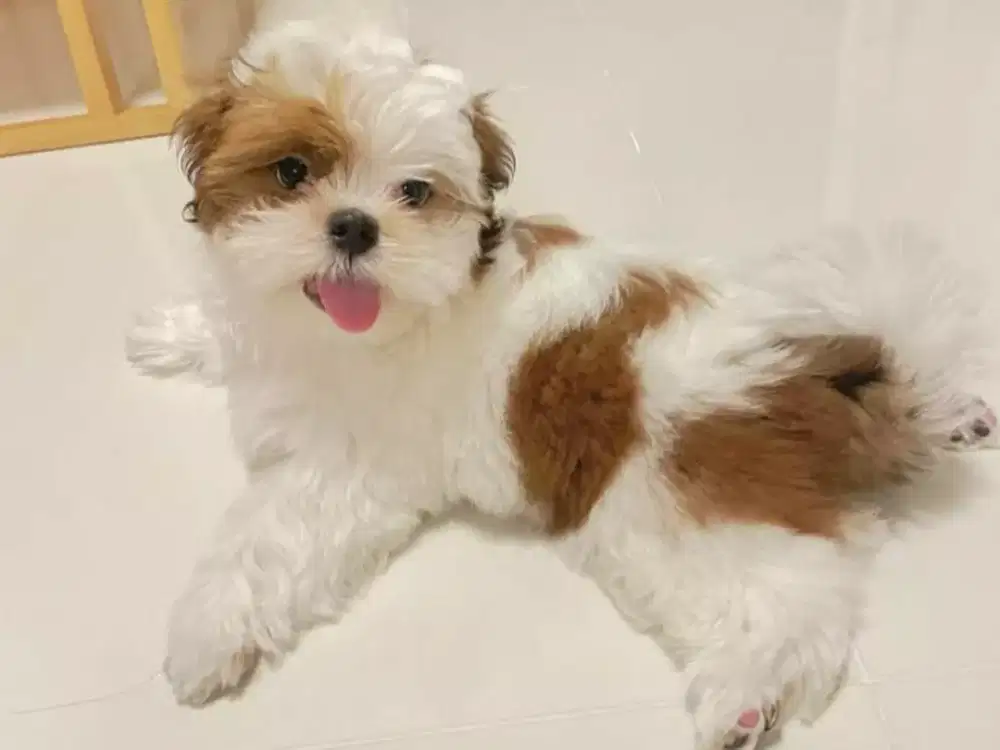 ANABUL ANJING SHITZHU