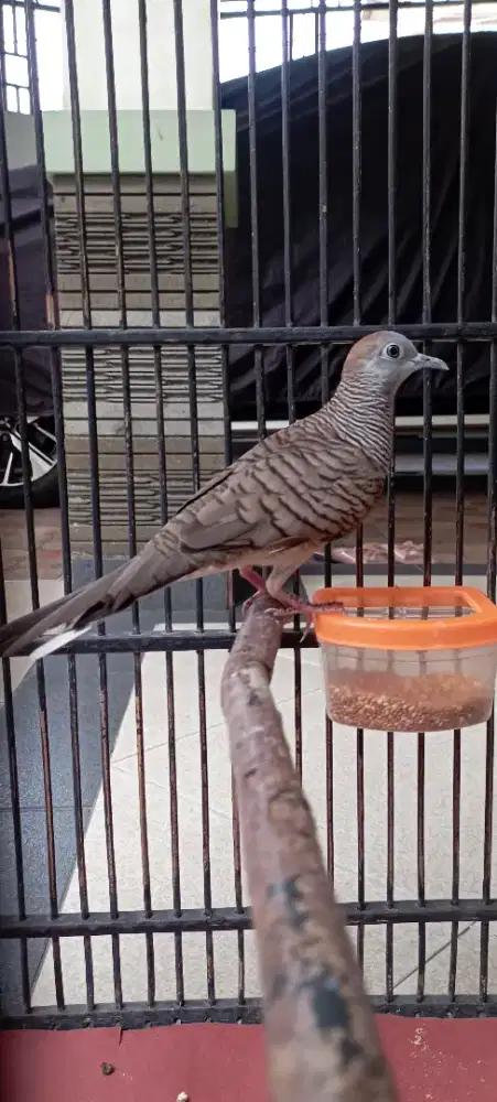 Jual burung perkutut