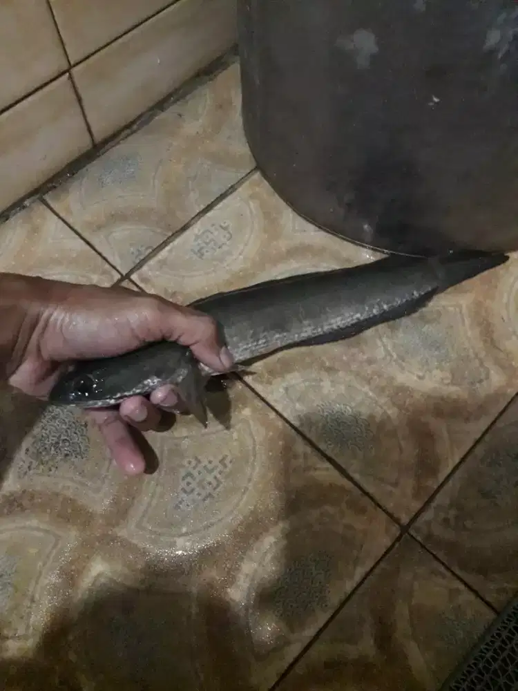 Gabus hidup alami per  2 ekor