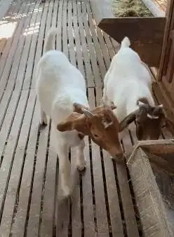 sepasang bakalan kambing boer F5 5 bulan siap ternak kambing pedaging