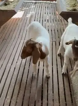 sepasang bakalan kambing boer F5 5 bulan siap ternak kambing pedaging