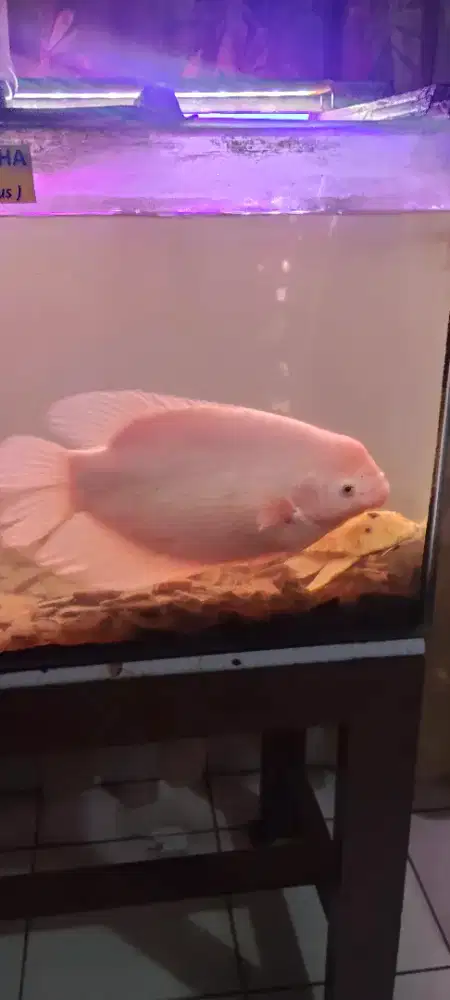 Ikan gurame albino +sapu sapu albino