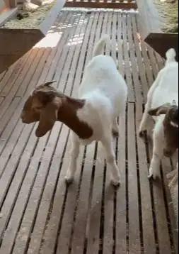 sepasang bakalan kambing boer F5 5 bln pedaging unggulan jamin manteb