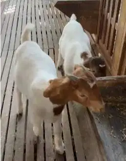 sepasang bakalan kambing boer F5 5 bln pedaging unggulan jamin manteb