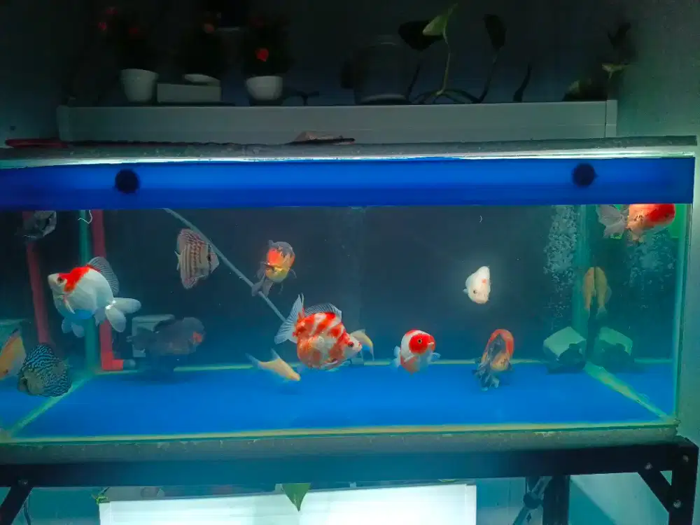 Jual Ikan mas koki